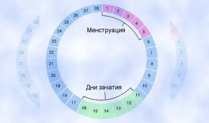 Что такое овуляция простыми словами фото