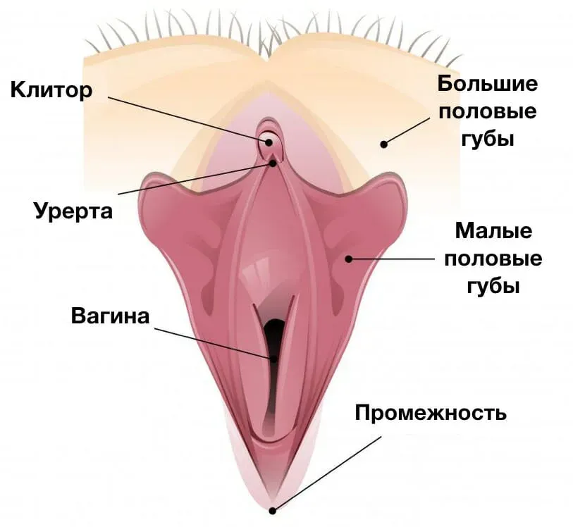 где находится клитор