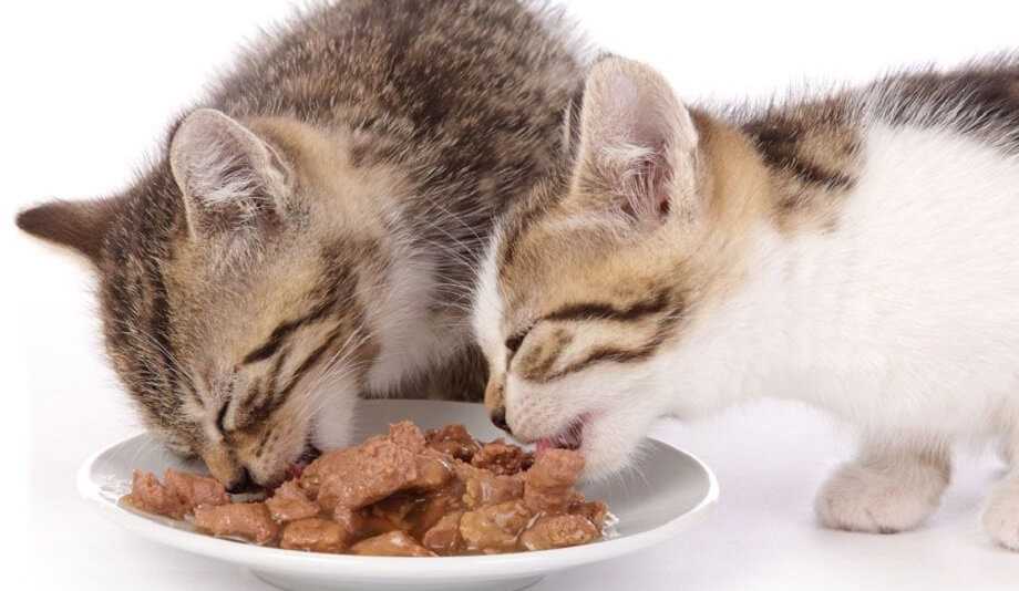 8 Best Wet Food for Cats in 2020 - Pets Ami